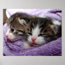 Suche nach schöne katzen poster Muster