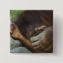 Suche nach orang utan buttons Pongo pygmaeus