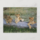 Recherche de adam cartes postales Masai mara