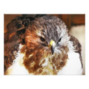 Recherche de rapaces posters Animaux