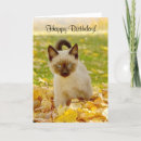 Recherche de animal familier vœux cartes Chatons