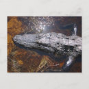 Suche nach alligatoren postkarten Sumpf