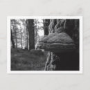 Recherche de sabots cartes postales Bois