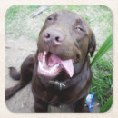 Recherche de chocolat labrador dessous de verres Animal