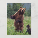 Recherche de ours bruns cartes postales Alaska