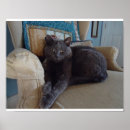 Suche nach russisch blau poster Katze
