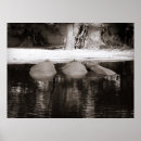 Suche nach naturbilder poster Ruhiges naturbild