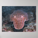 Suche nach tintenfisch poster Unterwasser