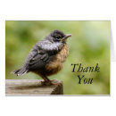 Recherche de merles cartes postales Photographie