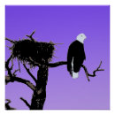 Suche nach alaska adler poster Kahladler