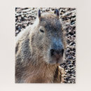 Suche nach nagetiere puzzle Wildtier