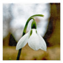Suche nach schneefallen kunst Blume