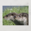 Recherche de loutres cartes postales Aquatique