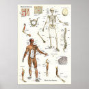 Recherche de muscle humain posters Anatomie