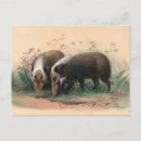 Recherche de bosch cartes postales Porc