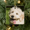 Recherche de coquelicot ornements Chien