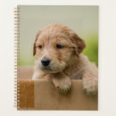 Recherche de boîte bureau fournitures Chiot