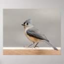 Suche nach singvogel poster Winter