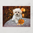 Recherche de maltais cartes postales Adorable