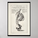 Suche nach skeleton poster Anatomisch