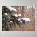 Recherche de oiseau cardinal rouge posters Neige