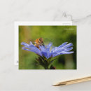 Recherche de chicorée cartes postales Abeille