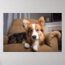 Suche nach hair poster Welpe