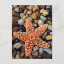 Suche nach seesterne postkarten Strand