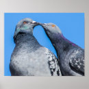 Recherche de pigeons posters Nature