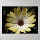 Recherche de osteospermum posters Fleur