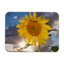Suche nach sonnenblume magnete Amerika