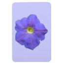 Recherche de pétunia magnets Jardin