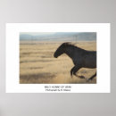 Recherche de troupeau de chevaux posters Utah