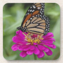 Recherche de papillon monarque dessous de verres Été