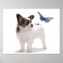 Suche nach hundezuchtverband poster Kaninchen