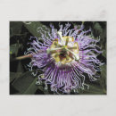 Suche nach passionsblume poster Leidenschaft