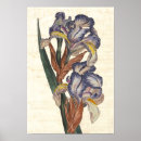 Suche nach botanische illustration poster Darstellung