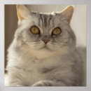 Recherche de chaton gris posters Nature