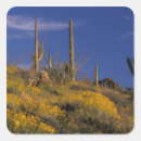 Recherche de pipe autocollants Arizona