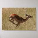 Suche nach gazelle poster Zebra