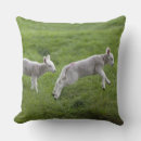 Suche nach babytiere kissen Kleintiere