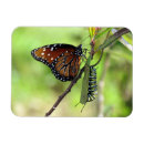 Recherche de insectes magnets Chenille