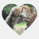 Recherche de chat sauvage autocollants Guépard