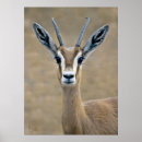 Recherche de arielle posters Animal