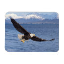 Suche nach vor dem flug magnete Raubvogel