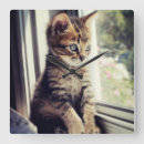 Suche nach tierthemen wanduhren Hauskatze