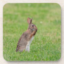 Suche nach kaninchen untersetzer Frühling