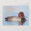 Recherche de canard roux cartes postales Faune