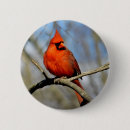 Suche nach profil buttons Vogelvogel