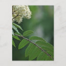 Recherche de rossis cartes postales Rosier
